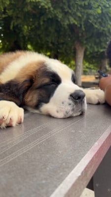 Les chiots de Chien du Saint-Bernard