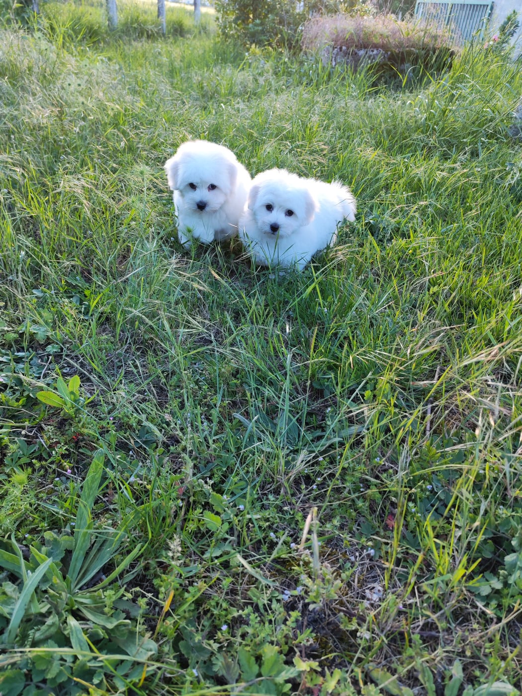 Coton de Tulear - Analamanga Cotton Smile