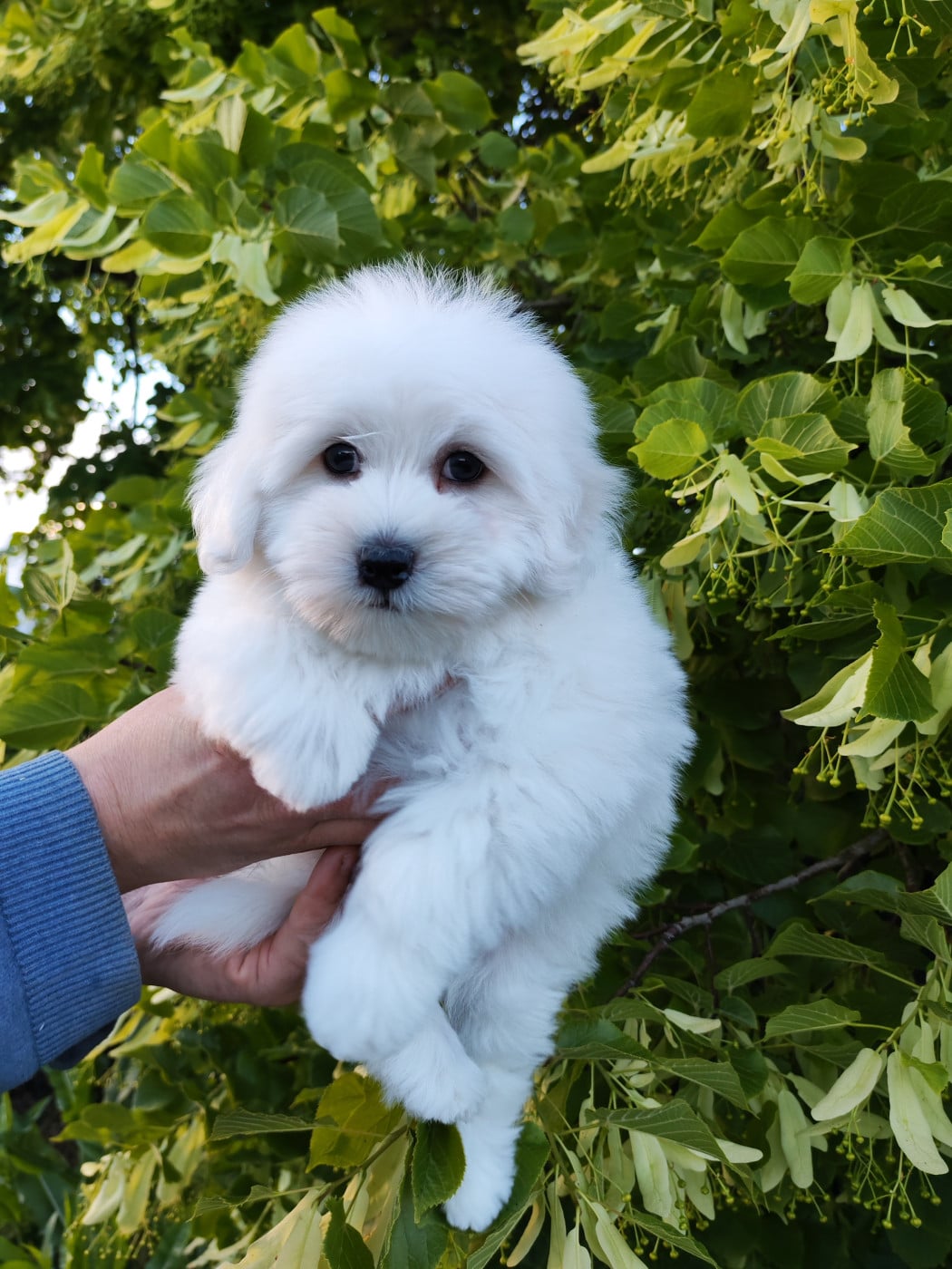 Benji - Coton de Tulear