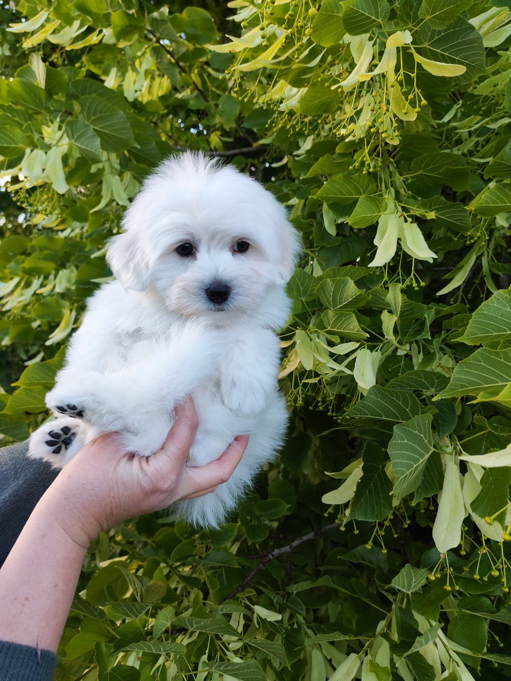 Baltik - Coton de Tulear