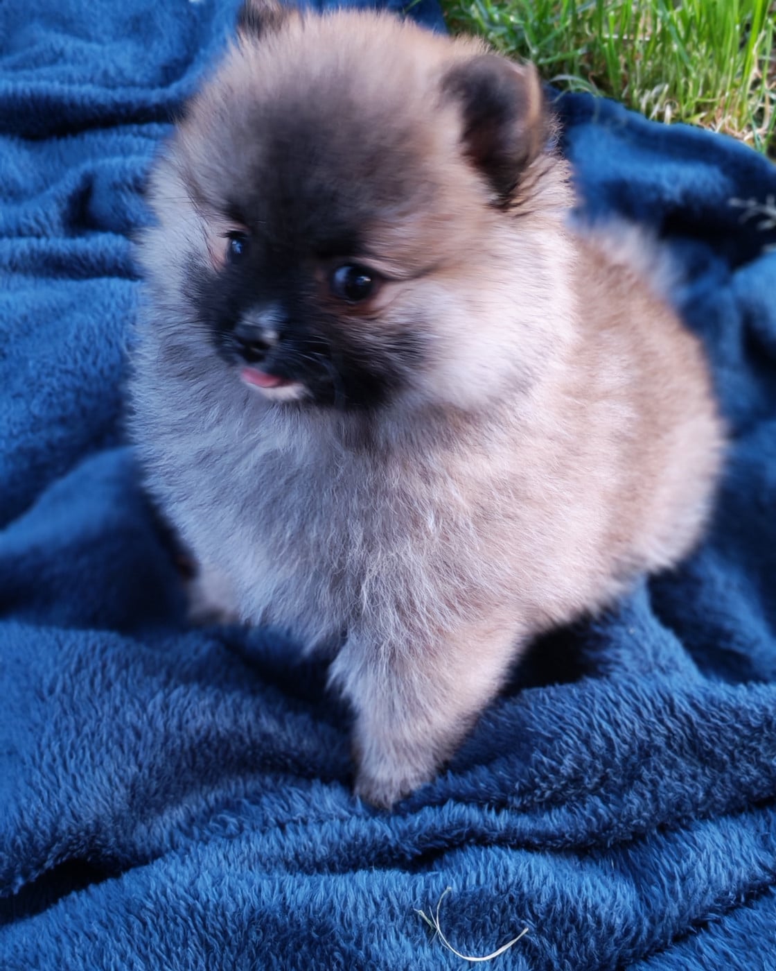 Bonnie
