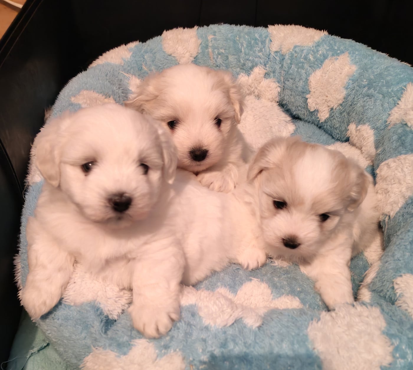 Coton de Tulear - Analamanga Cotton Smile