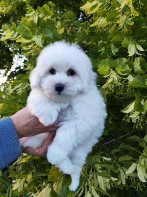 Les chiots de Coton de Tulear