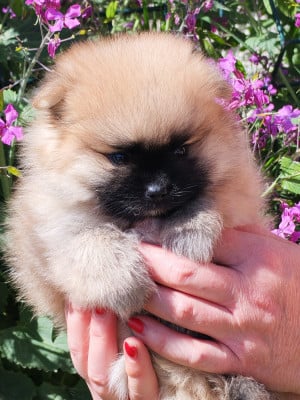 Spitz allemand