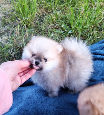 Banzai - Spitz allemand