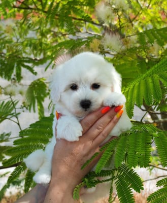 Les chiots de Coton de Tulear