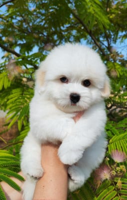 Les chiots de Coton de Tulear