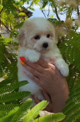 Les chiots de Coton de Tulear