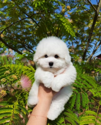 Les chiots de Coton de Tulear