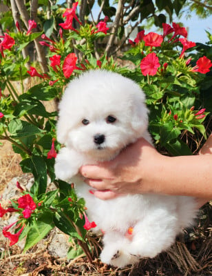 Les chiots de Coton de Tulear