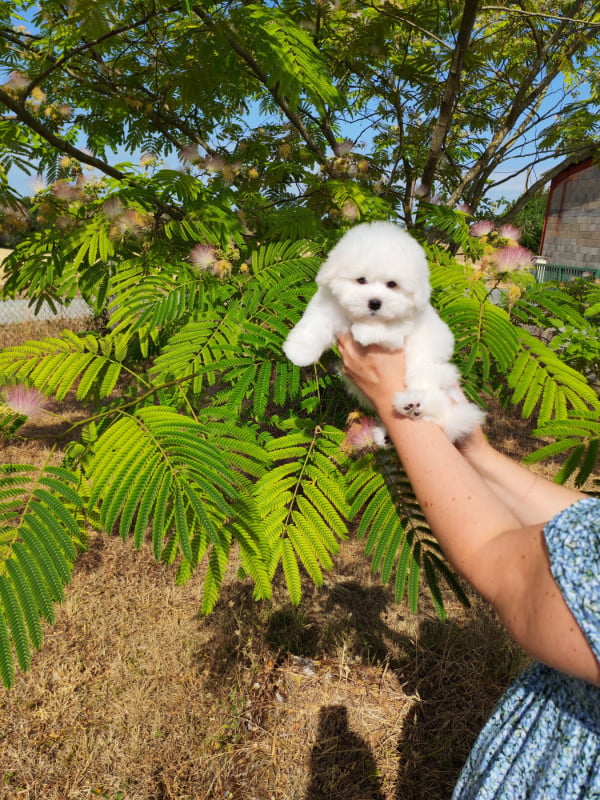 Coton de Tulear - Analamanga Cotton Smile