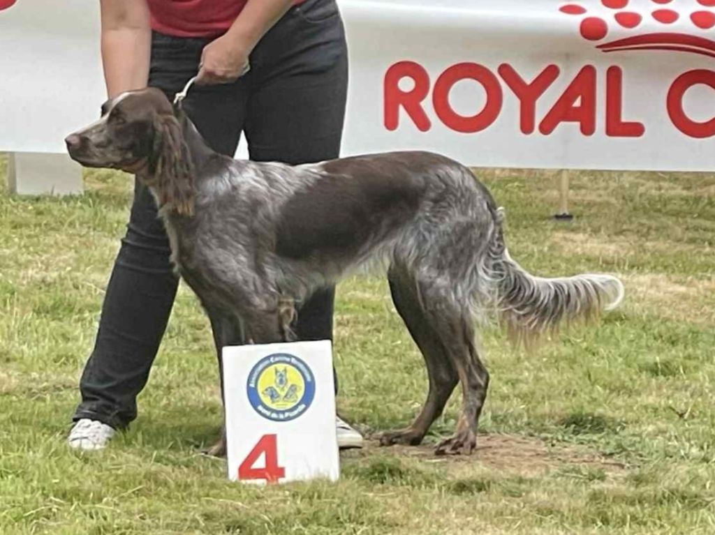 Velvet Du Domaine D'Iron - 4ème Excellent en classe ouverte (17mois)