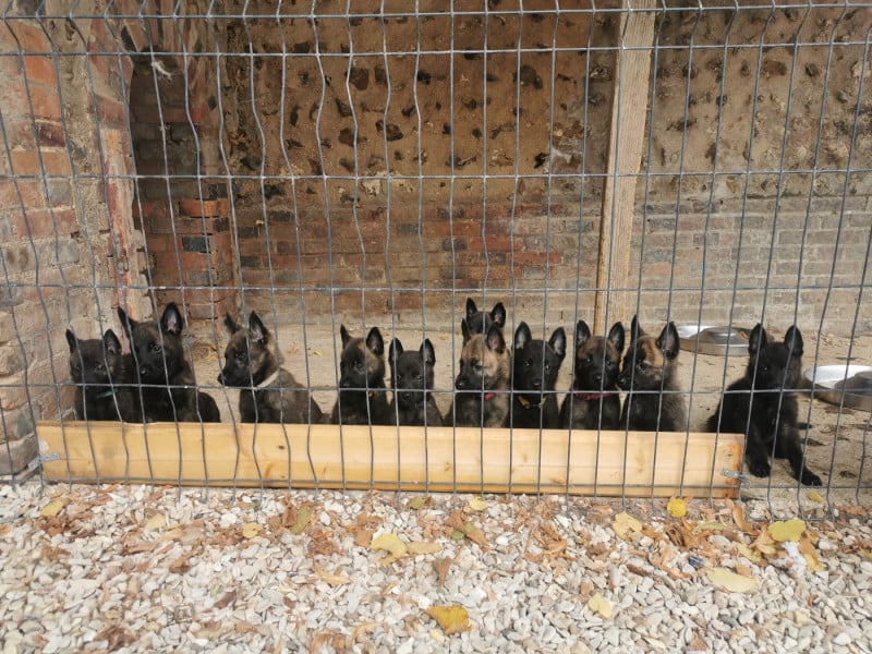 Chien-loup tchecoslovaque - De La Louve De Sûmava