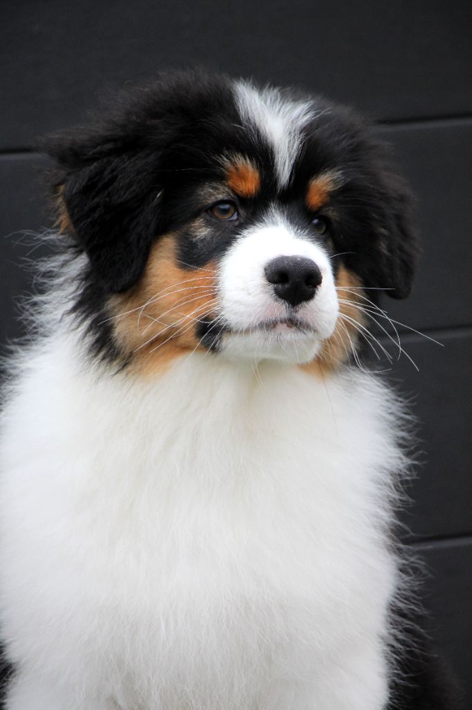 Apanage blanc noir Pommery dit "Appy"