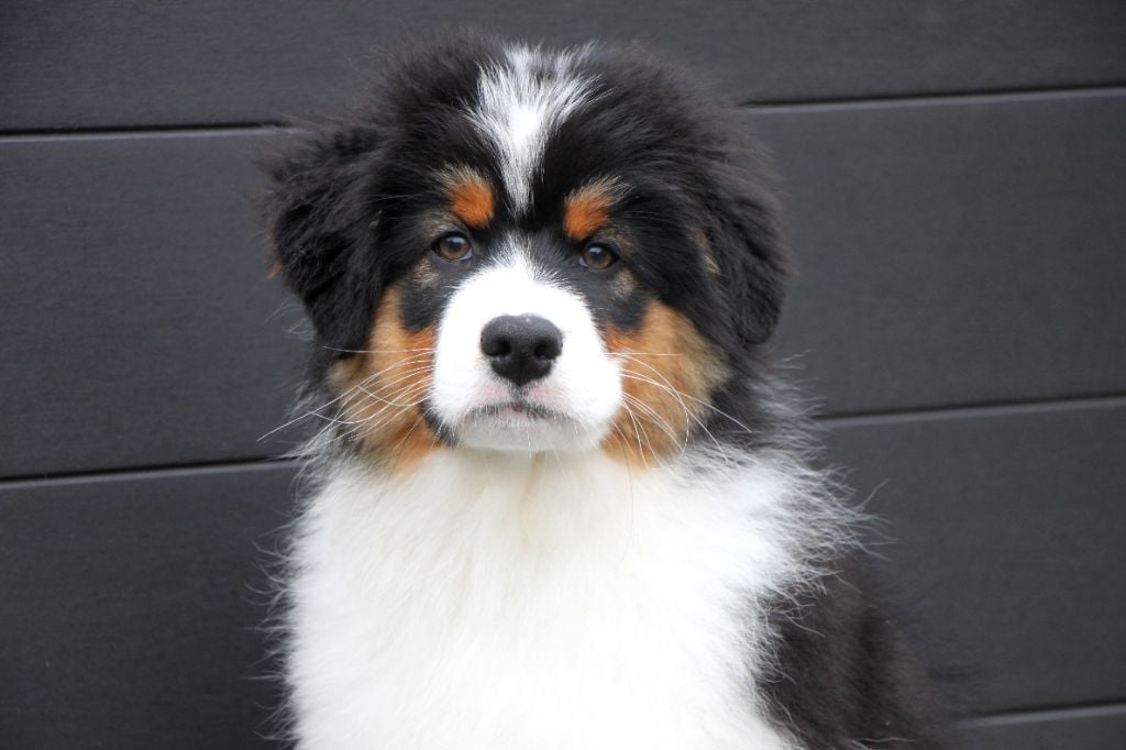 Apanage blanc noir Pommery dit "Appy"