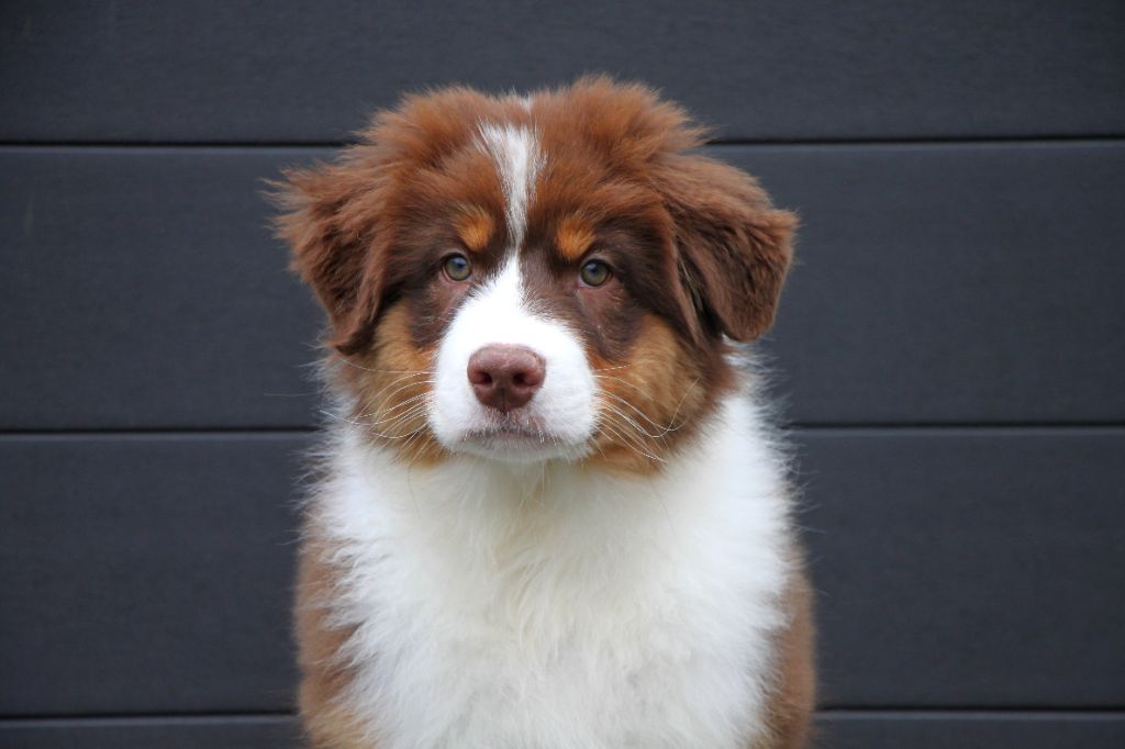 Armand Brignac dit "Appy"