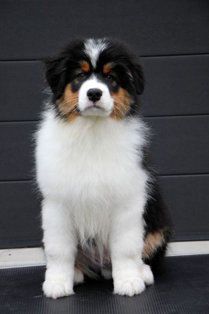 Apanage blanc noir Pommery dit "Appy"