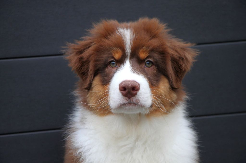 Armand Brignac dit "Appy"