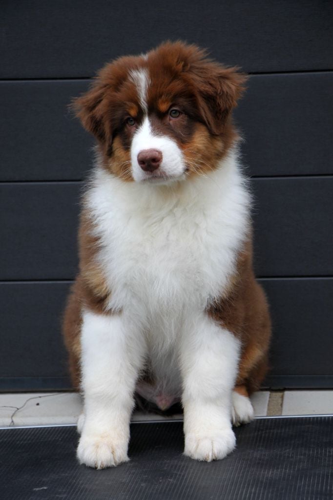 Armand Brignac dit "Appy"