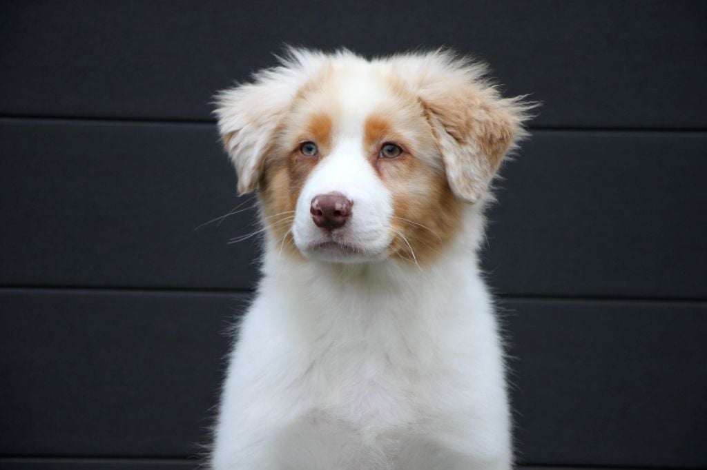 Aube D vendanges dite "Aube"