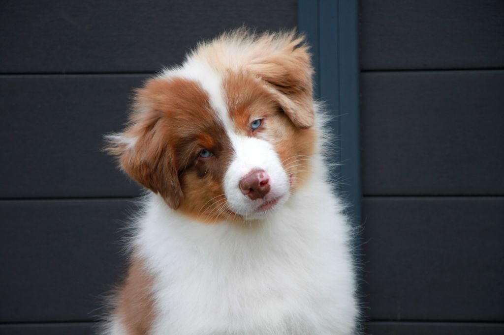 Amour Deutz dit "Zola"