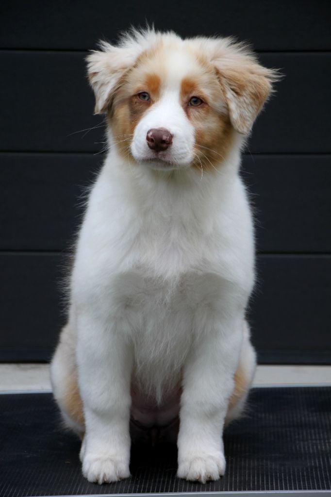 Aube D vendanges dite "Aube"