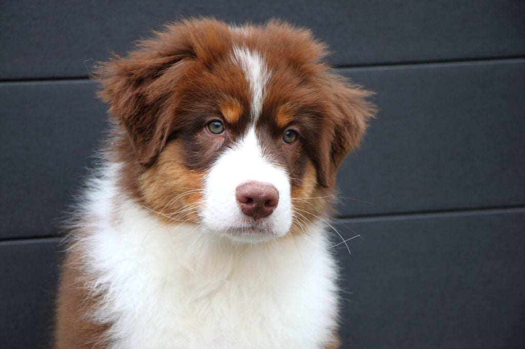 Armand Brignac dit "Appy"