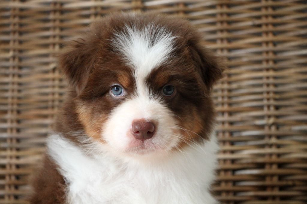 Ardent héritage dit "Archie"