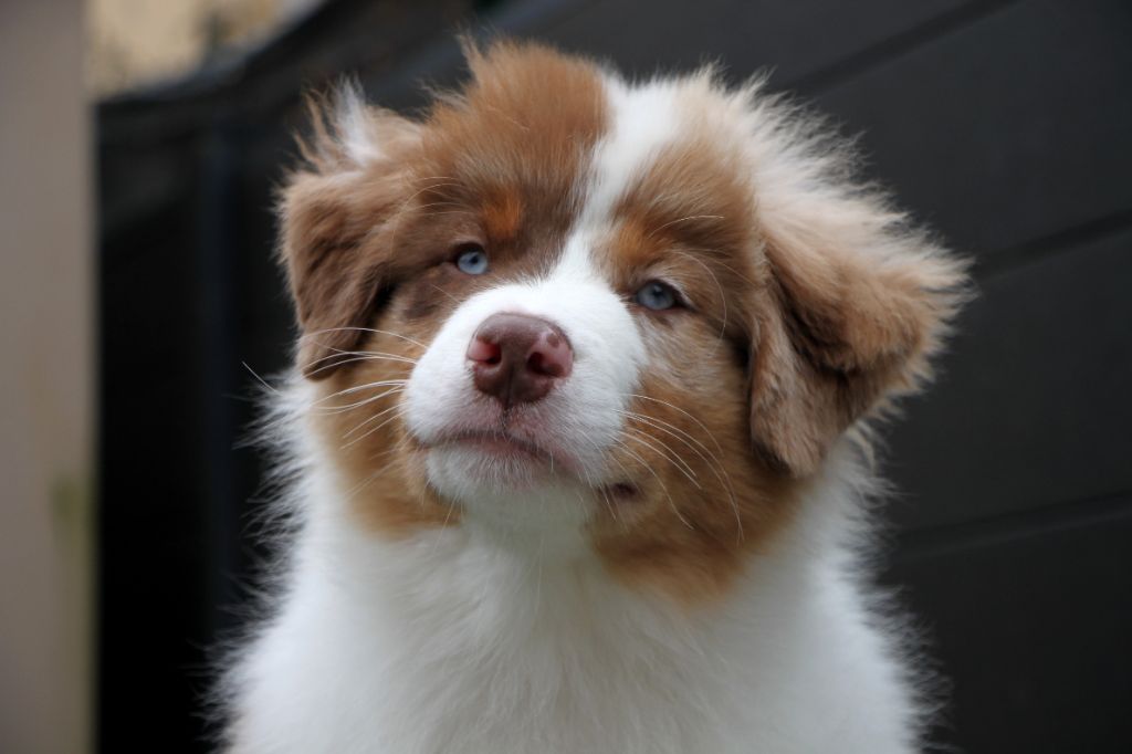 Amour Deutz dit "Zola"