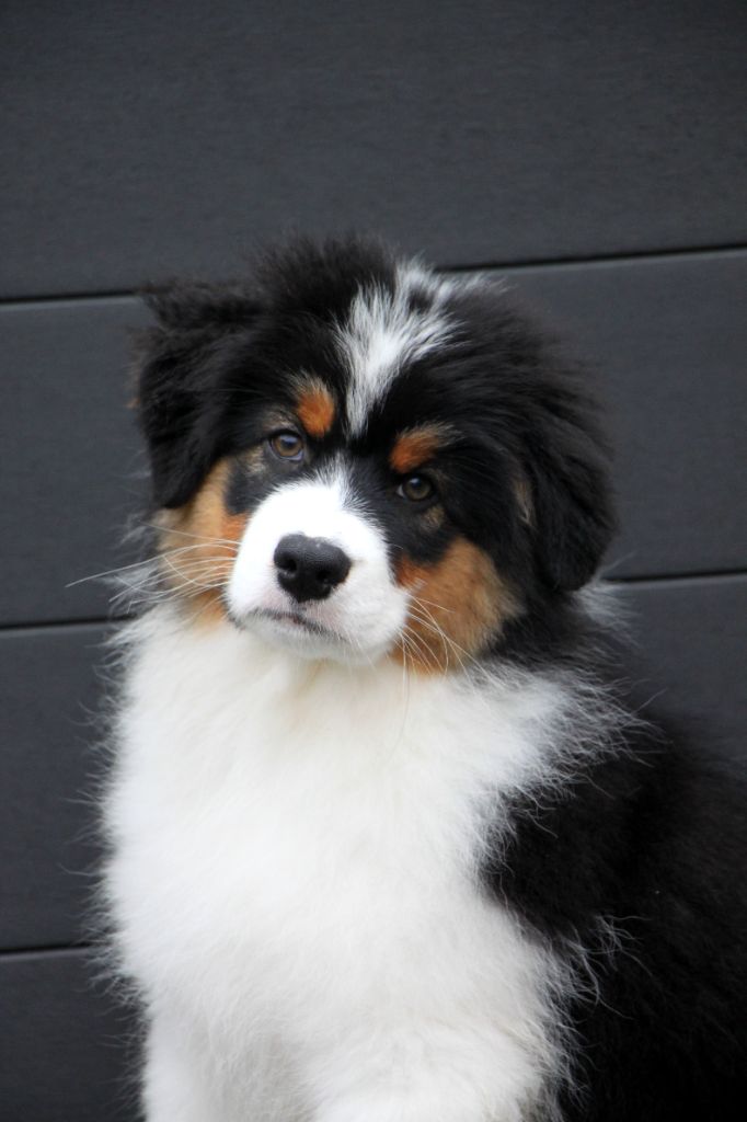 Apanage blanc noir Pommery dit "Appy"