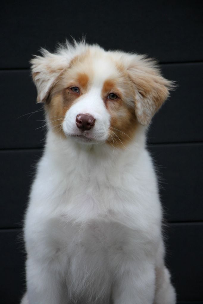 Aube D vendanges dite "Aube"