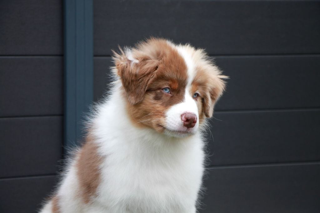 Amour Deutz dit "Zola"