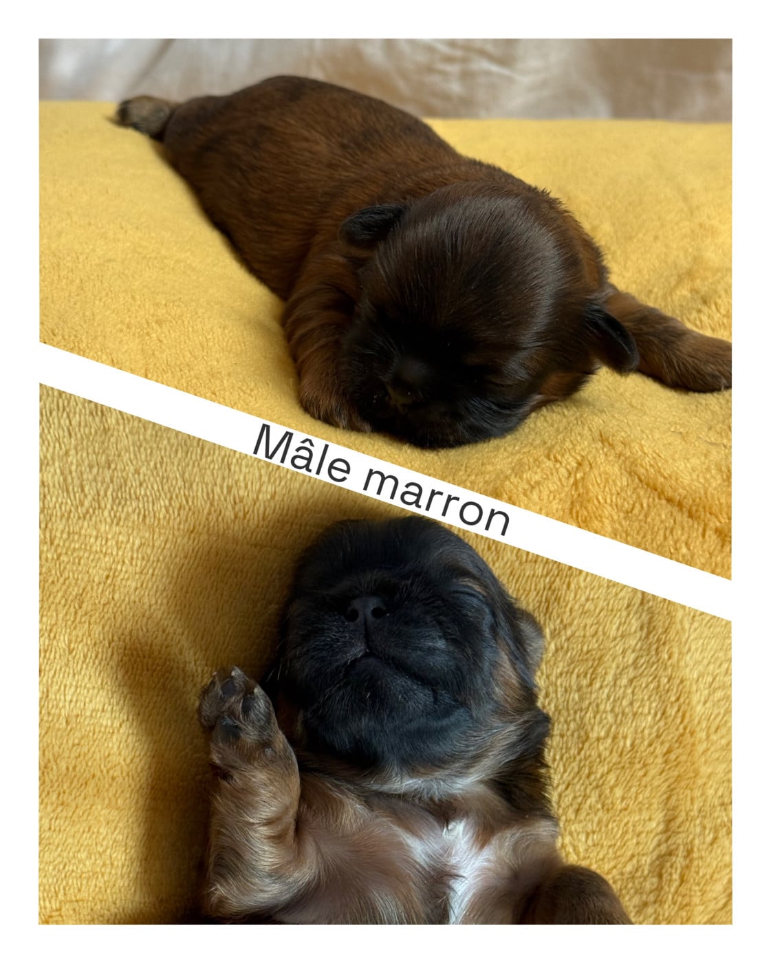 Bébé 4 mâle - Shih Tzu