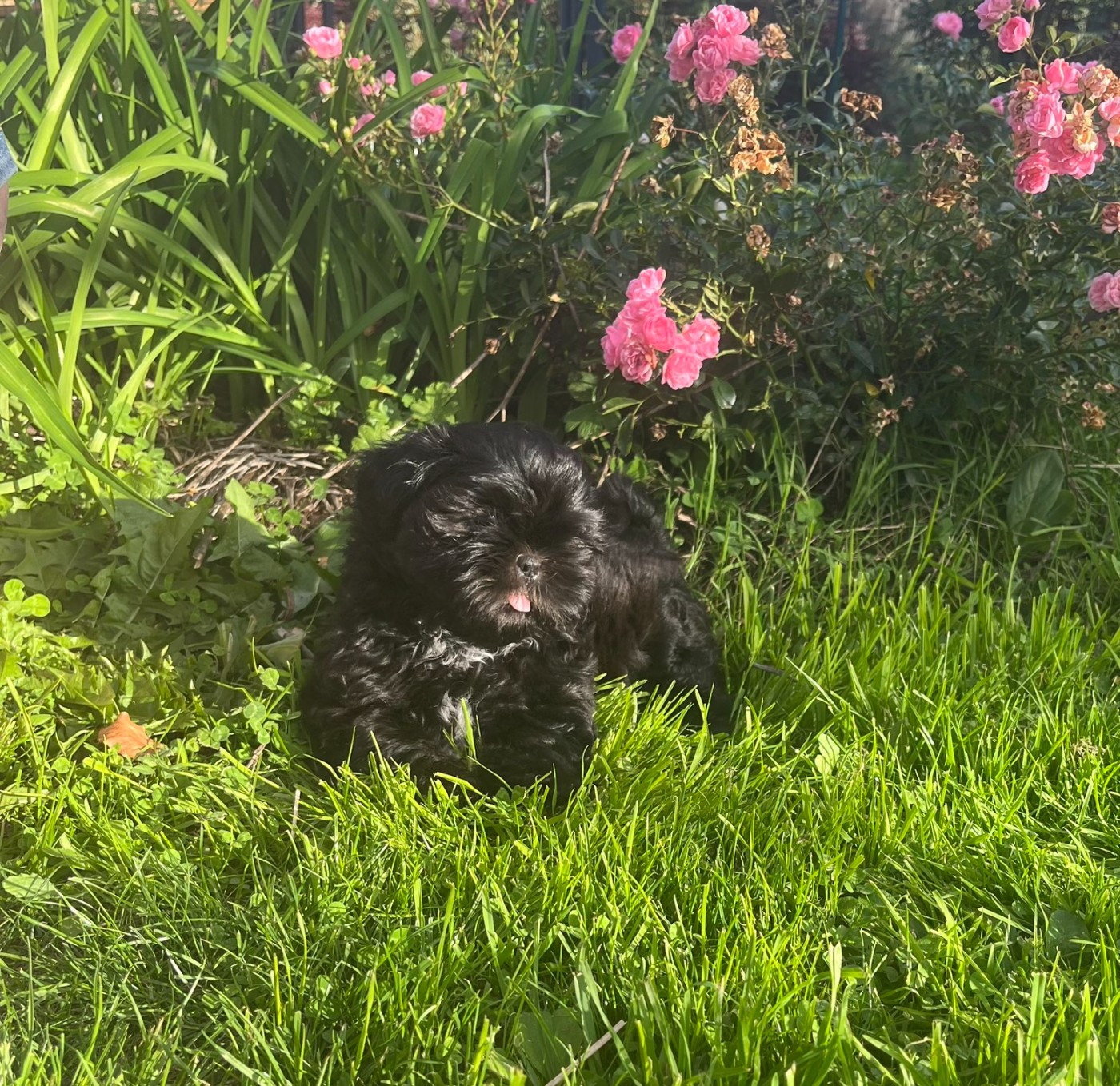 Buddy