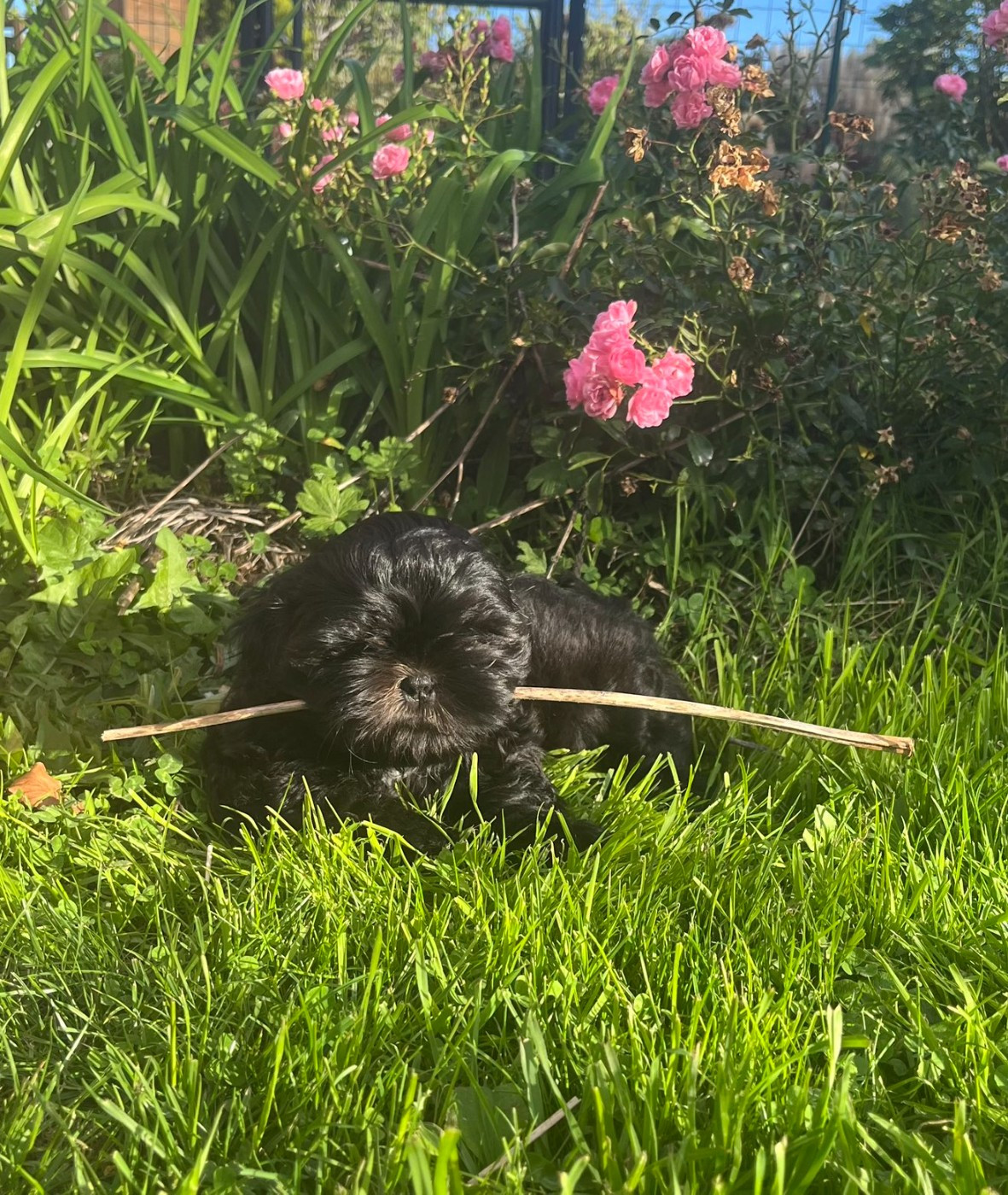 Buddy