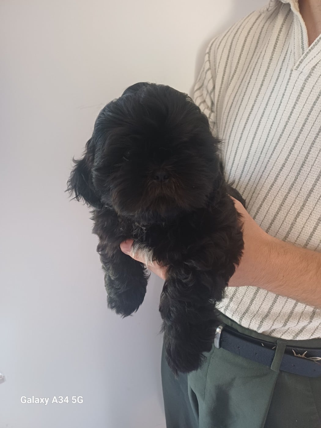 Buddy