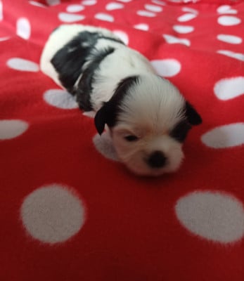 Les chiots de Shih Tzu