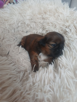 Les chiots de Shih Tzu