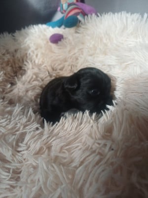 Les chiots de Shih Tzu