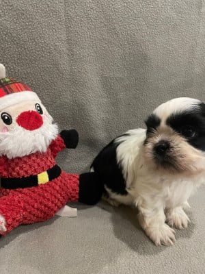 Les chiots de Shih Tzu