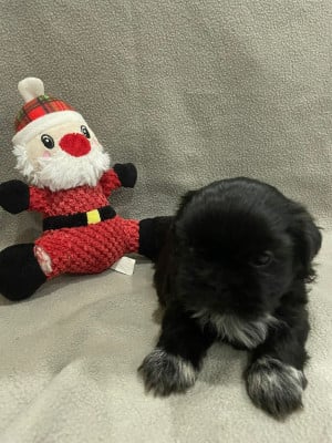 Les chiots de Shih Tzu