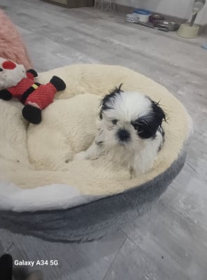 Les chiots de Shih Tzu