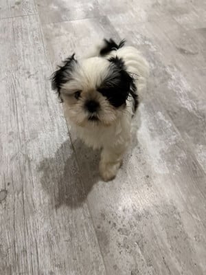 Les chiots de Shih Tzu