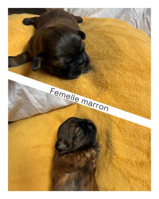 Les chiots de Shih Tzu