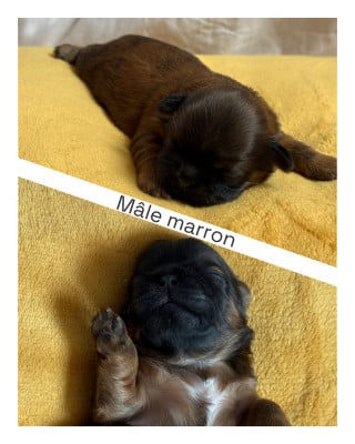 Les chiots de Shih Tzu