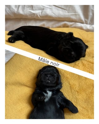 Les chiots de Shih Tzu