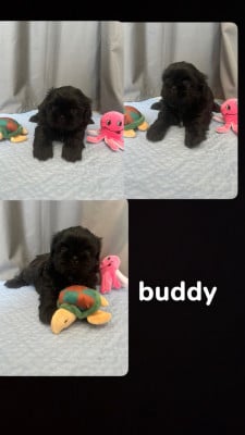 Les chiots de Shih Tzu
