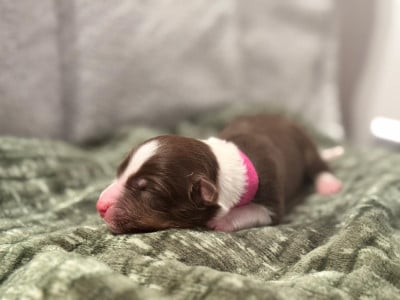 Les chiots de Berger Australien