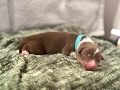 Les chiots de Berger Australien