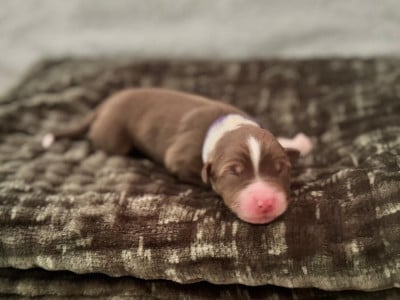 Les chiots de Berger Australien